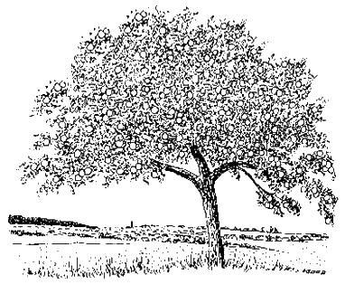 OGV-Kleinglattbach_Logo_eV
